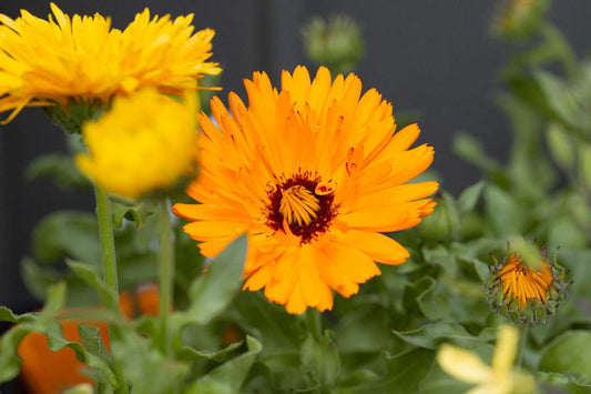 Calendula Flower: A Flowing Plant Aiding In Restoring Skin Health!