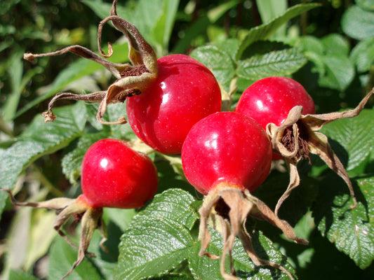 Knowing the ABC of Timeless Skin with Rosehip Extracts!