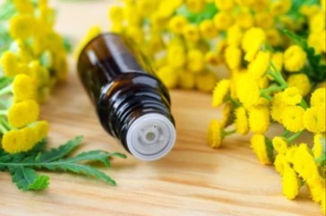Blue Tansy, The New Skincare Staple: Benefits & How To Use It?